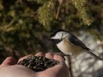 Hand feeding a chickadee that landed on my hand.