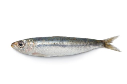 Whole single fresh sardine on white background