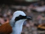 A selective focus shot of white-crested laughingthrush (Garrulax leucolophus)
