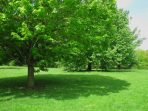 A tree and its shadow on a sunny day at Vander Veer Park in Iowa.