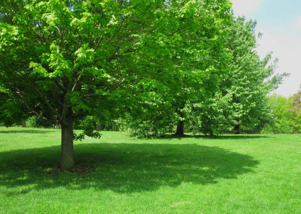 A tree and its shadow on a sunny day at Vander Veer Park in Iowa.