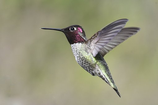 annas-hummingbird-6146187__340