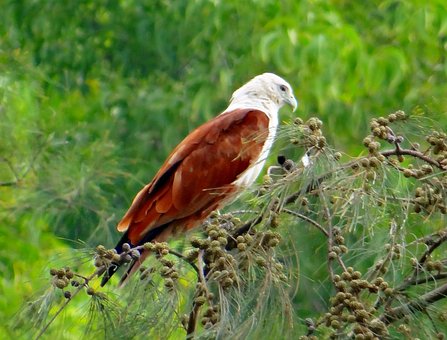 brahminy-kite-172588__340