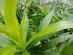 Green Pleomele angustifolia (Suji) leaves. Raindrops on the leaves.