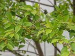 West Indian Elm Plant of the species Guazuma ulmifolia
