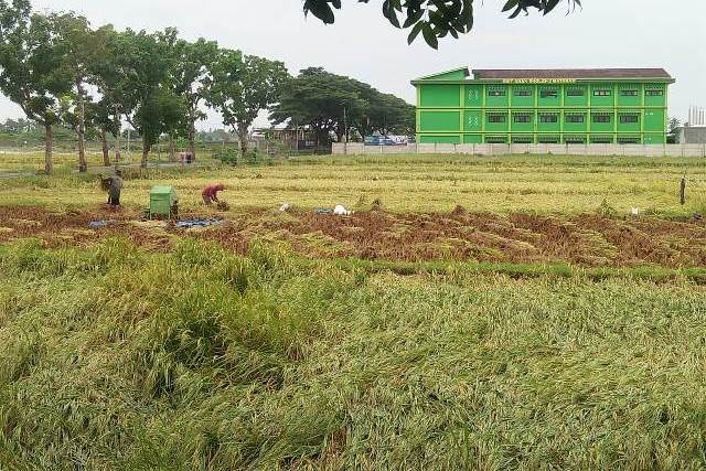 lahan pertanian Lombok Barat