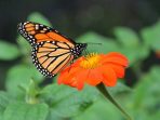 monarch-butterfly-7363116__340