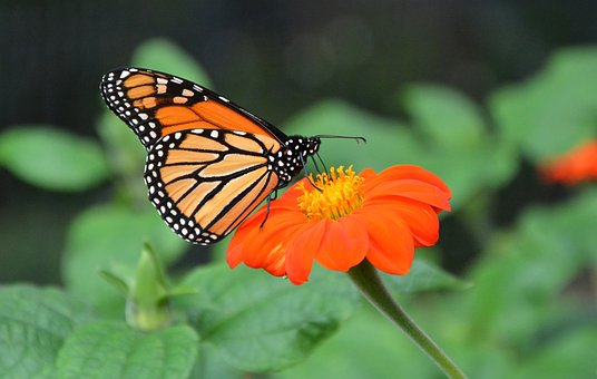 monarch-butterfly-7363116__340