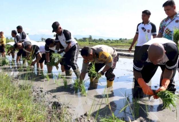 Kapolres Kupang AKBP FX Irwan Arianto menanam padi