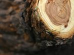 Close up of a tree cut