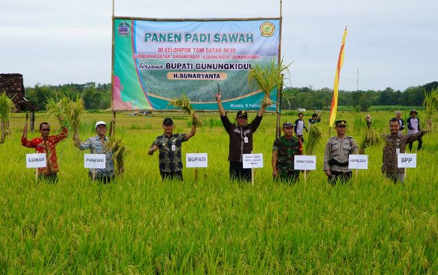 panen raya di Gunung Kidul