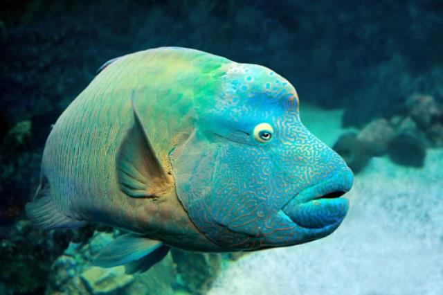 Fish Napoleon Wrasse (Cheilinus undulatus) on a coral reef. Close up