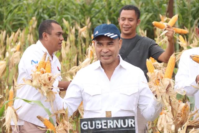 Gubernur NTT Panen Jagung