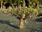 A young mangrove growing from the mud.