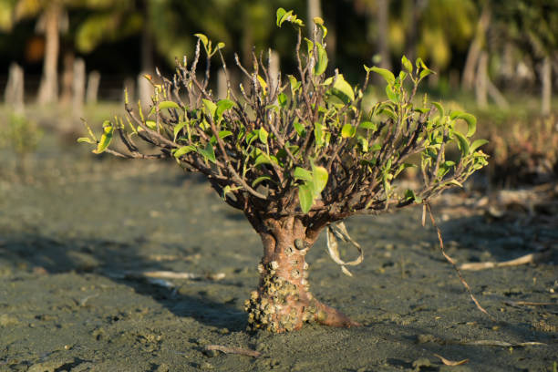 A young mangrove growing from the mud.