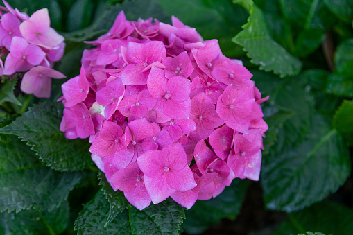 Pink hydrangea close up, French hydrangea, lacecap, penny mac flowers