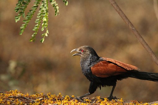 greater-coucal-7259877__340