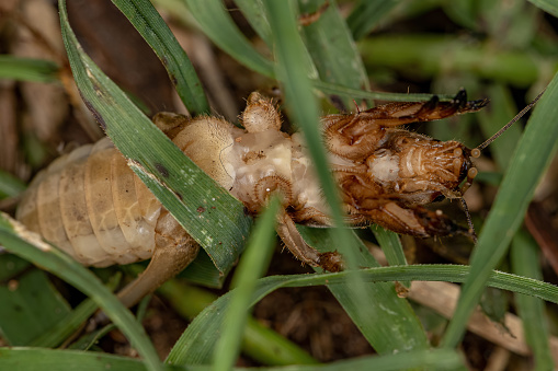 Adult Mole Cricket of the Family Gryllotalpidae