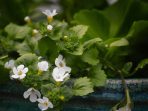 bacopa-5157764_640