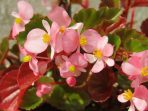 begonia-886981_640