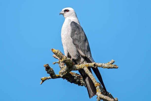 Mississippi kite perching on a branch in a wildlife preserve