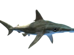 shark-4309186__340
