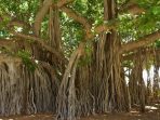 banyan-tree-1049021_640