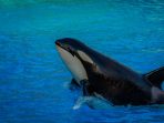 A killer whales (Orca) plays in water.