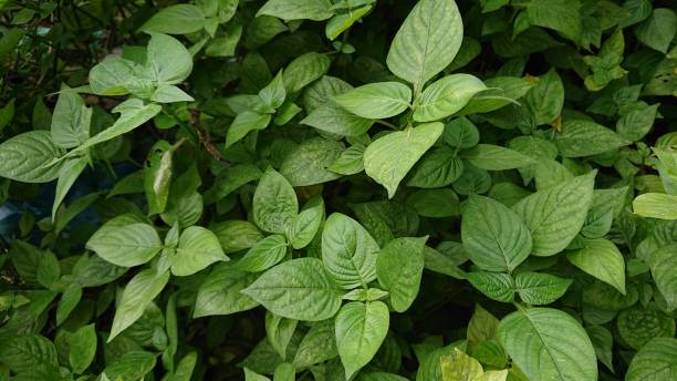 Strobilanthes crispa plant the medicinal shrubs for cancer and diabetes