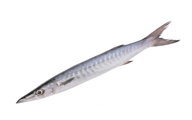 Sphyraenidae , barracuda or cuda fish isolated on white background.Top view