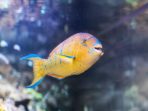 Parrotfish, Platax orbicularis, Aquarium of Genoa, Liguria, Italy, Europe