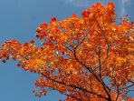 maple-leaves-228164_640