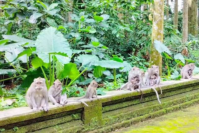 monyet di objek wisata Sangeh