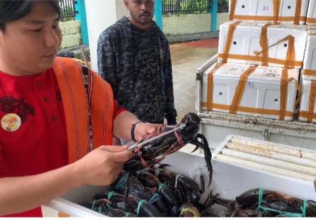 KKP Perluas Pasar Ekspor Kepiting Bakau Maluku ke Pasar Asean