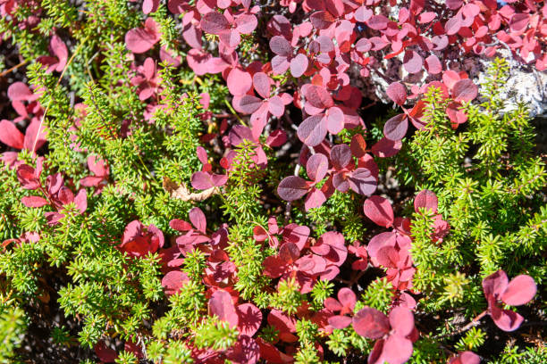 The colorful autumn leaves of Mt.Kisokomagatake in the fall