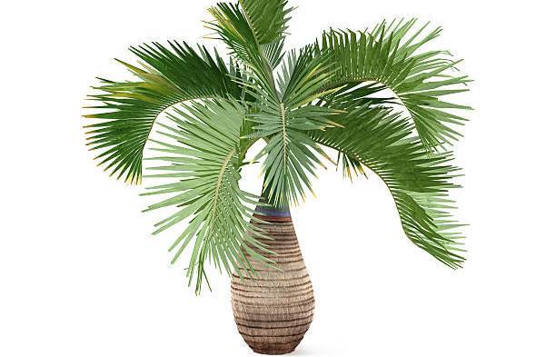 Palm tree isolated. Hyophorbe lagenicaulis