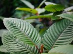 Close-up Mitragyna speciosa green leaf