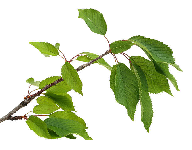 cherry branch on a plain white background