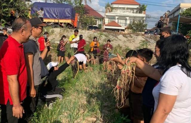 Aktifitas panen salah satu komoditas pertanian di areal pertanian di daerah Kota, Denpasar