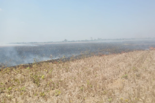Kebakaran lahan di wilayah Kecamatan Jakenan, Pati, Jawa Tengah. (Panennews.com/Ahmad Muharror)