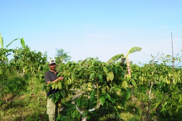 Petani memamerkan tanaman kopi di perkebunan di Pati, Jawa Tengah.(Panennews.comAhmad Muharror)