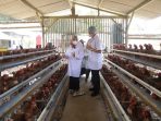 Peternakan ayam dengan biosecurity 3 zona di Sleman. (Dok. Pemkab Sleman)