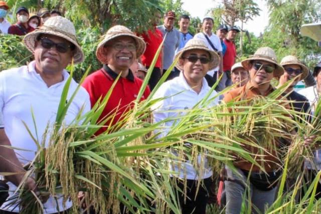 Walikota Jaya Negara panen padi pandan wangi di Denpasar, Bali (Panennews.com/Anak Agung)