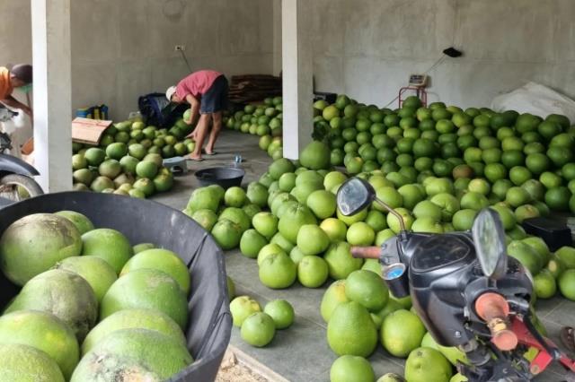 Jeruk pamelo yang siap jual di gudang milik Nurul Huda. (Panennews.com/Ahmad Muharror)