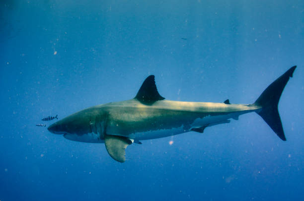 A shot of the beautiful wild great white shark underwater