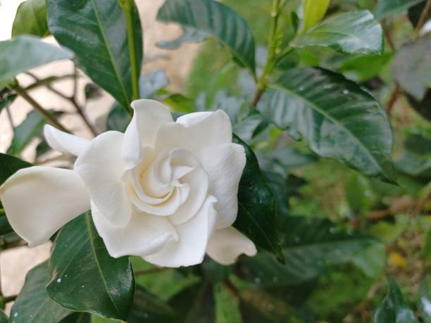 Gardenia Augusta flowers belong to the type of shrubs from the Rubiaceae family. colored as a beautiful home garden decoration