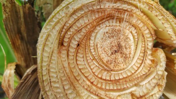The inside pattern of banana tree log after being cutted in the garden