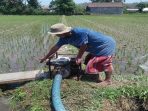 Seorang Petani di Lombok Barat sedang mengairi lahan pertaniannya