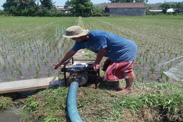 Seorang Petani di Lombok Barat sedang mengairi lahan pertaniannya