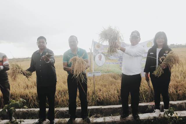 Bupati Kupang Korinus Masneno melakukan panen padi di areal poktan Tunas Muda (Panennews.com/Sony)